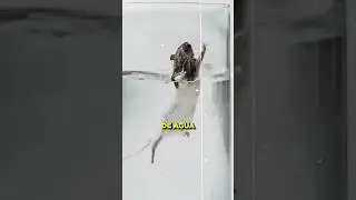 El CRUEL experimento de la ESPERANZA 😱