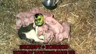 Почему мусульмане не едят свинину ?