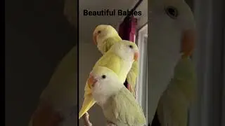 Beautiful Baby Lovebirds
