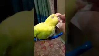yellow ringneck baby attack 🥵#shorts #youtubeshorts #talkingparrot #parrot