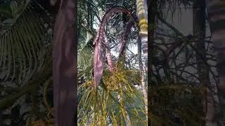 Natural Beautiful Tree 2024