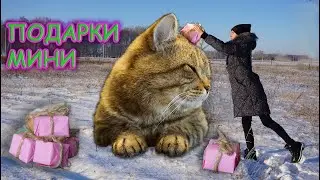 DIY НОВОГОДНИЙ ДЕКОР своими руками! Простая идея украшения на Новый Год, МИНИ ПОДАРОЧКИ