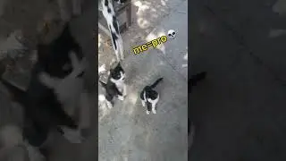 pov kedilerin neler yapabilecegi