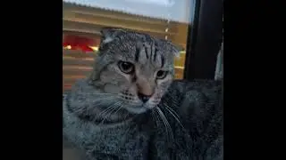три котика в прямом эфире!