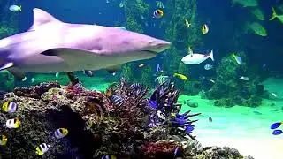 Relaxing music with colorful fishes under the ocean - calm music for relieving stress
