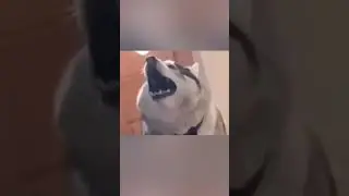 From Noise to Music: A Journey of a Brown Dog and a Husky Dog