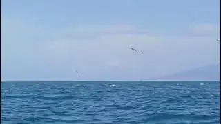 Banco di tonni a caccia nel mare dell’Amp Punta Campanella