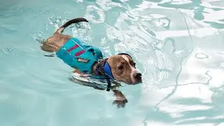 Forrest's Story: Canine Hydrotherapy with Endless Pools®