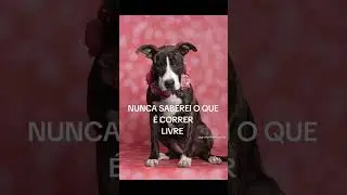 #dogphotography #cachorrodesaparecido #cachorro #podpets #pets #dog #cachorros #luto #petlover
