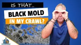 Mold Inspection Found Toxic Black Mold In The Crawl Space