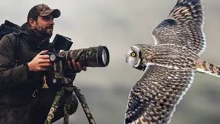 4 days adventure with Short-Eared Owls