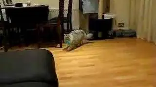 Siberian Cat Playing Fetch