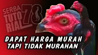 Dapat Ayam Hobi Harga Murah Tapi Tidak Murahan