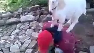 Прикол
