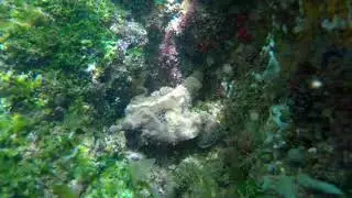 I found a batfish in Brazil - By Leonardo Merçon (With english subtitles)