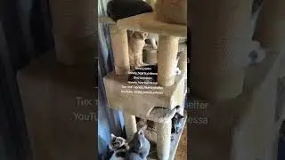 Наши красавцы 