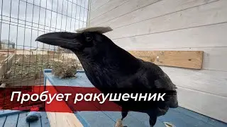 Быстрый день с вороном