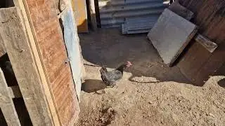 Выкапали канализацию поставили кольца/Убрали уток #хозяйство #куры