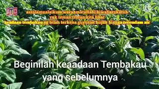 TEMBAKAU KU SAYANG, DERITA PETANI TEMBAKAU RUGI PULUHAN JUTA