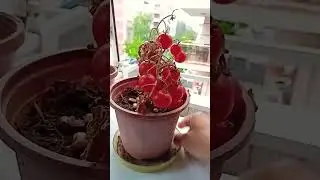Saksıda Domates 🍅