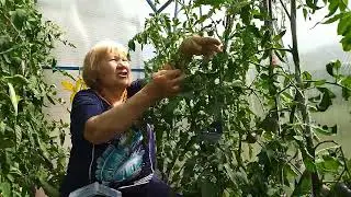 ТОМАТ "ЦЕРКОВЬ"