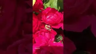 Мой участок 30.06.22