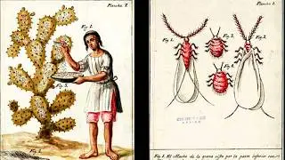 La Cochinilla como Colorante Alimentario: Beneficios y Usos Inesperados
