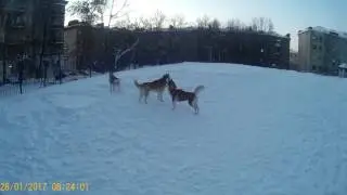Яника на Родине