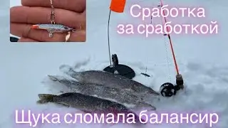 Щука ломает балансиры. Бешенный клев на жерлицы