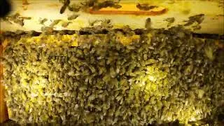Chaos- Honey bees feed on an extracted honey frame inside a hive box (open feed situation).