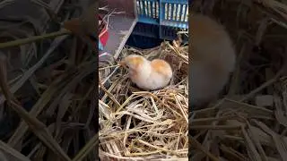 Pure Cuteness Unleashed! 1-Day-Old Chick! #chick #cute #shorts