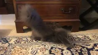 Bentley Cleaning under the desk