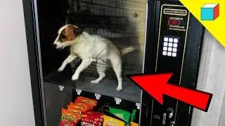 6 Cosas Increíbles Que Solo Encontrarás En Japón  | TheRandomBox