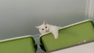 高糊也挡不住的美貌