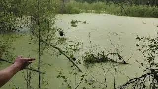 Разведение карася в лесном водоёме.