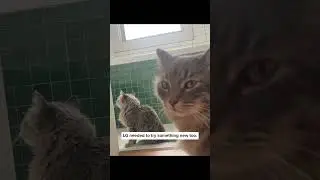 Kitten rescued from the trash meets her foster brother