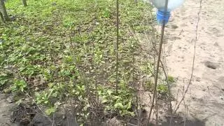Выгоняем кротов и землероек,с огорода