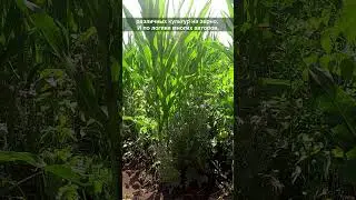 🌱 Бинарные посевы