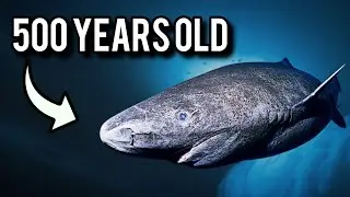 The 20 Animals That Live The Longest