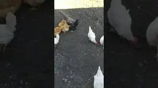 Выгодно ли держать домашнюю птицу.