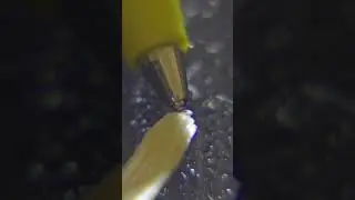 macro photography 1