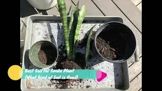 Best Soil For Snake Plant - What Kind of Soil is Good Cactus or Succulent?