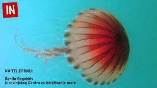 Opasne meduze u Istri