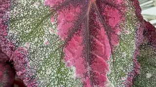 Бегония из фрагмента листа🌿 Мой опыт🌞