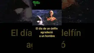 El día que un delfín agradeció a un hombre.