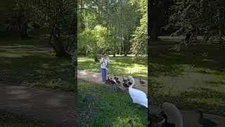 322. Овстуг. Ути-гуси-лебеди отжали всю еду)))