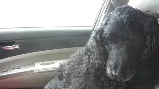 Fancy Walk