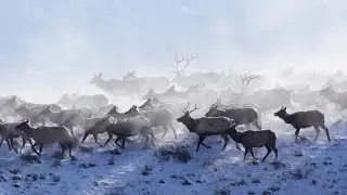The Magic of Elk Migration