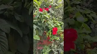Каштан и роза 🌹