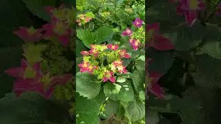 #bluehydrangea